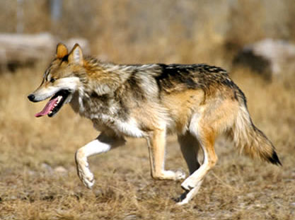 How fast can wolves run?