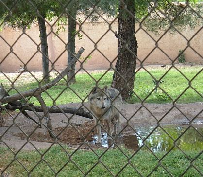 mexicanwolves.org - Photo Gallery