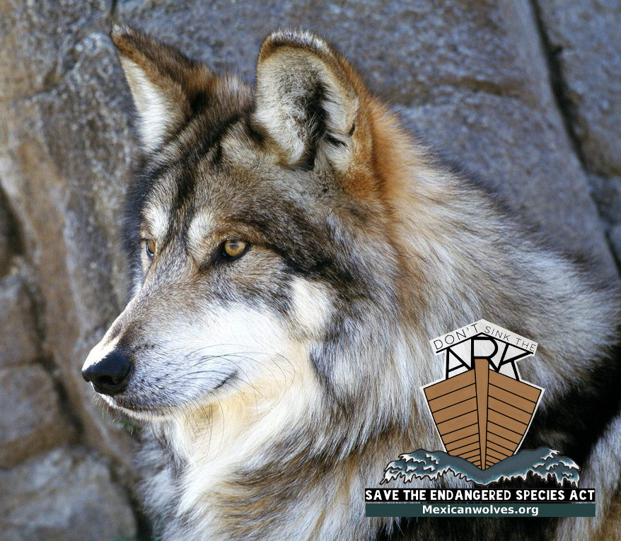 In the News: Endangered Mexican wolf killed following livestock attacks