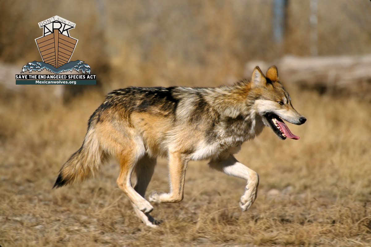 Mexican gray wolf