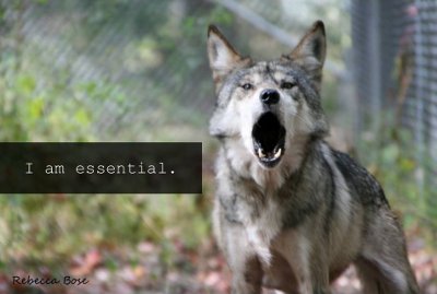 Speak out for Mexican gray wolves