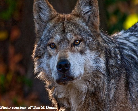 why is the endangered gray wolf