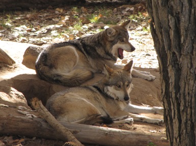 Gray Wolf - Cougar Mountain Zoo