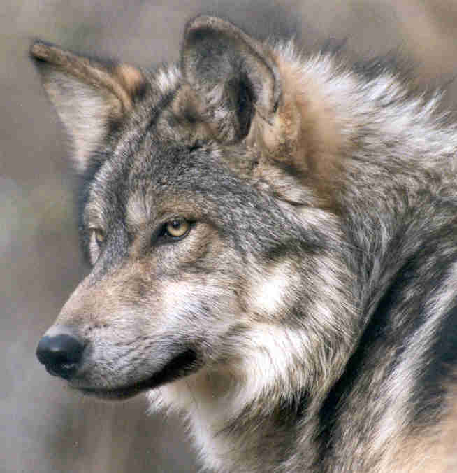 real wolf face