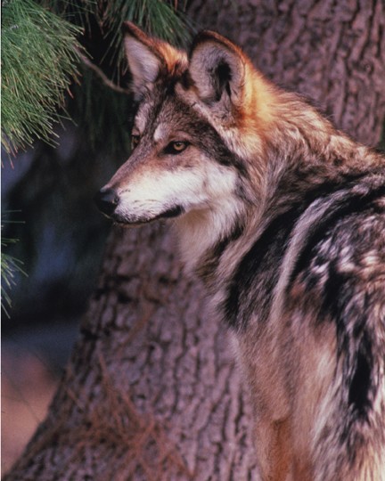 Wandering Mexican gray wolf released back into Arizona wild