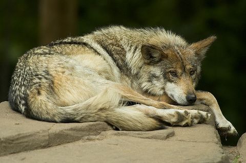 Sleeping with Wolves – Lobos of the Southwest