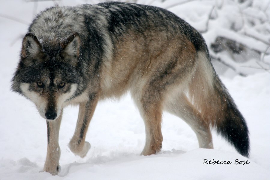 Can Wolves Bring Back Wilderness? – Lobos of the Southwest