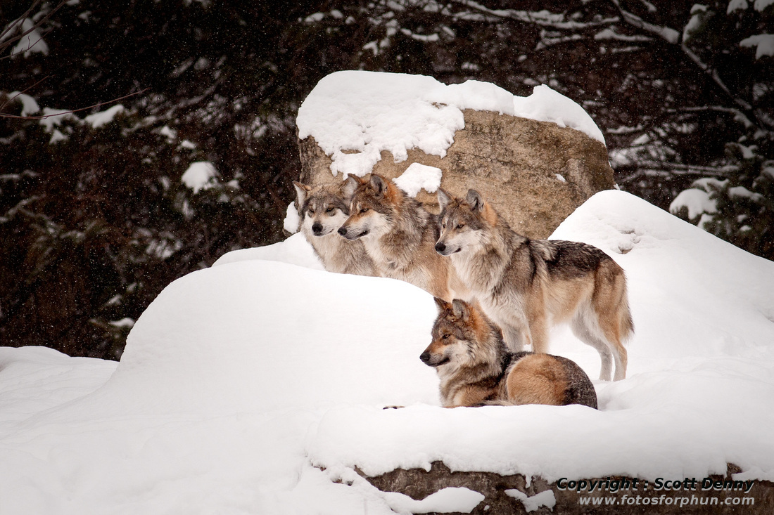 In the News: Stark Split Marks Meeting About Gray Wolf Expansion ...