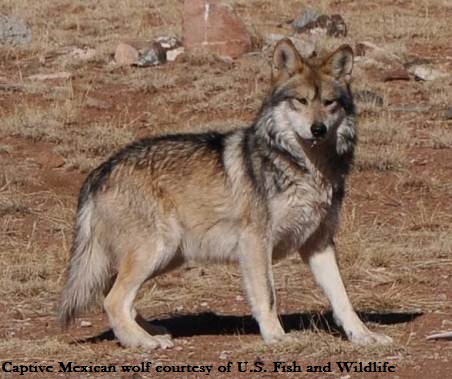 wolf for sale texas