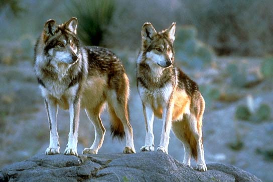 Mexican Wolf Pack Of 2 V Northwestern Wolf Carnivora