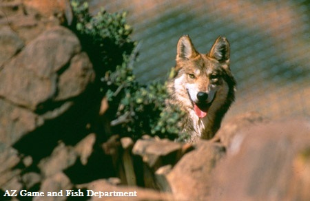 Mexican gray wolf at Sevilleta