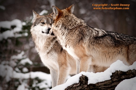 wolf protecting pack