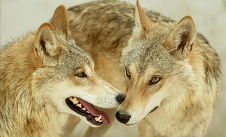 In the News: 6 [Mexican]Gray wolves born in Mexico – Lobos of the Southwest