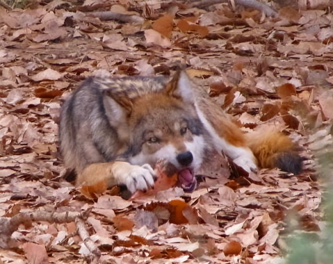 gray wolves food