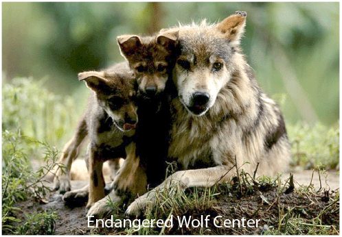 A rare Mexican gray wolf is wandering out of bounds in New Mexico : NPR