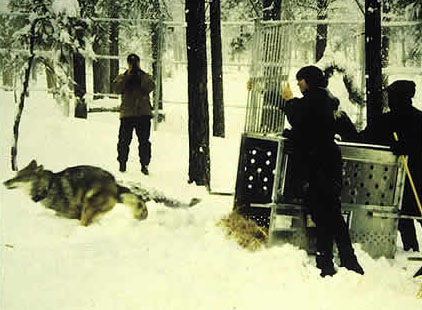 Mexican gray wolf - release