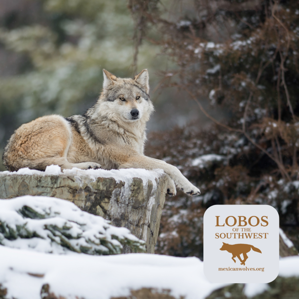 A Mexican gray wolf rests on a snow-covered rock with trees in the background.