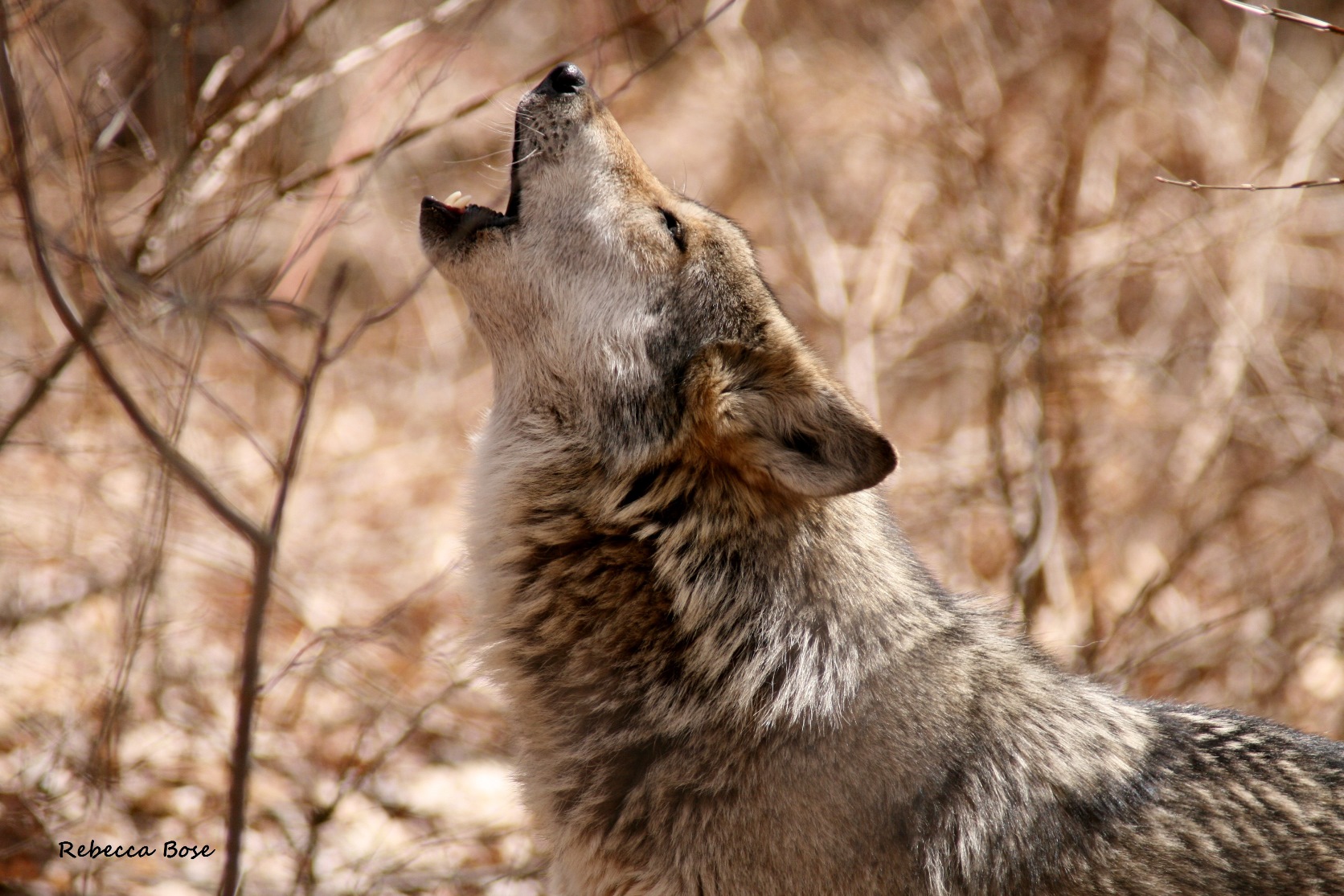 OVER 81,000 DEMAND SUPPORT FOR LONG-TERM MEXICAN GRAY WOLF CONSERVATION ...