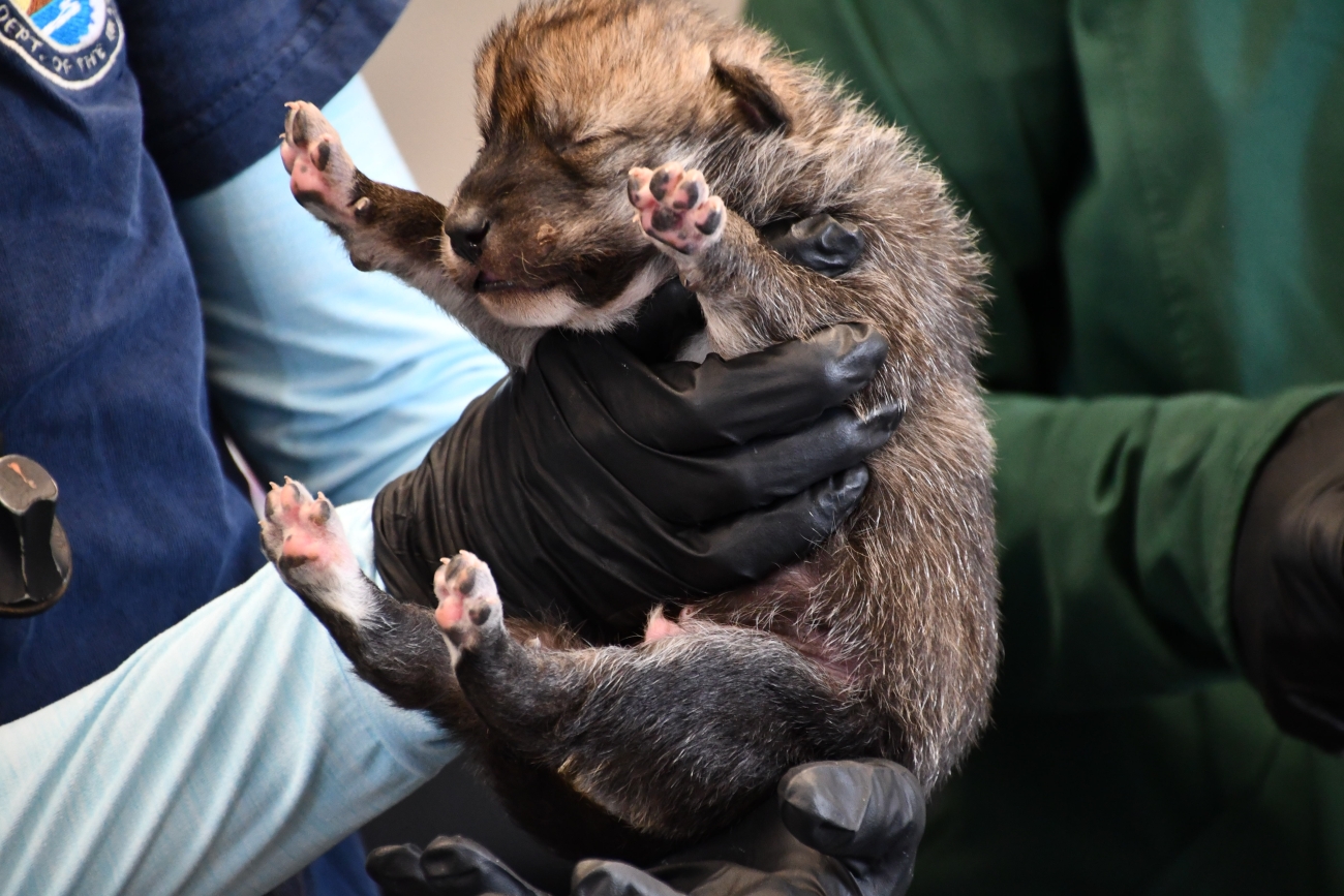 Record Number of Mexican Wolf Pups Fostered into New Mexico and Arizona